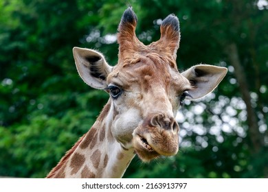 Detail Of Giraffe, Giraffa Camelopardalis, Mammal Ruminant Of The Artiodactyla Order, Looking To The Camera