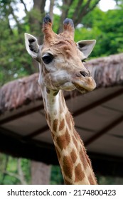 Detail Of Giraffe, Giraffa Camelopardalis, Mammal Ruminant Of The Artiodactyla Order, Looking To The Camera