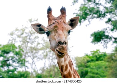 Detail Of Giraffe, Giraffa Camelopardalis, Mammal Ruminant Of The Artiodactyla Order, Looking To The Camera