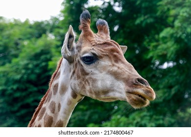 Detail Of Giraffe, Giraffa Camelopardalis, Mammal Ruminant Of The Artiodactyla Order, Looking To The Camera