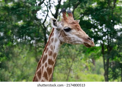 Detail Of Giraffe, Giraffa Camelopardalis, Mammal Ruminant Of The Artiodactyla Order, Looking To The Camera