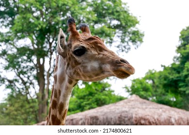 Detail Of Giraffe, Giraffa Camelopardalis, Mammal Ruminant Of The Artiodactyla Order, Looking To The Camera