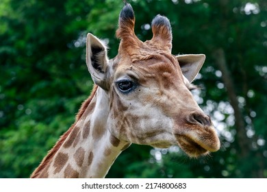 Detail Of Giraffe, Giraffa Camelopardalis, Mammal Ruminant Of The Artiodactyla Order, Looking To The Camera