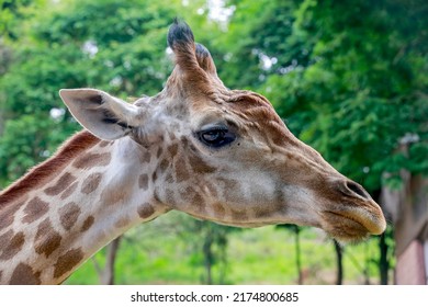 Detail Of Giraffe, Giraffa Camelopardalis, Mammal Ruminant Of The Artiodactyla Order, Looking To The Camera