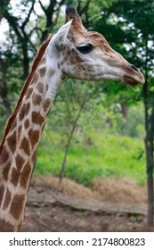 Detail Of Giraffe, Giraffa Camelopardalis, Mammal Ruminant Of The Artiodactyla Order, Looking To The Camera