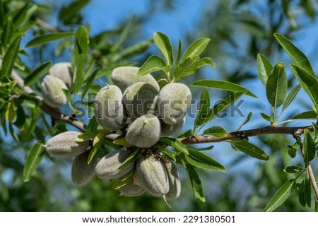Detail of green almonds on tree in Andalucia (Spain)	