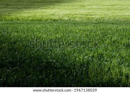 Similar – summer Summer Grass Green