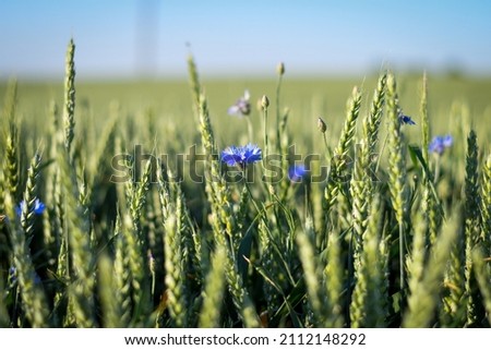 Detail of green wheat field with some blue cornflowers growing inside. Selective focus. Copy space.