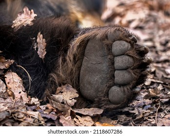 Detail Of Grizzly Bear Paw Outdoor