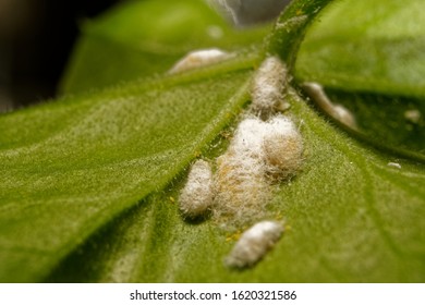 Detail Of A Group Of Scale Insects On A Green Leaf, Garden Pest - Dactylopius Coccus