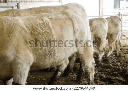 Detail of the hair growth of a white Charolais cow after shearing following a caesarean section