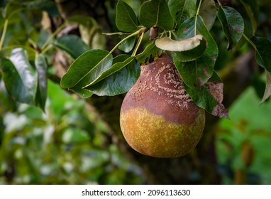 Detail Of Half Rotten Pear In The Tree, Pear Infected By A Fungus Causing A Brown Rot 