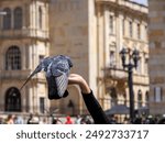 A detail of hands feeding pigeons in bogota plaza de bolivar, Colombia