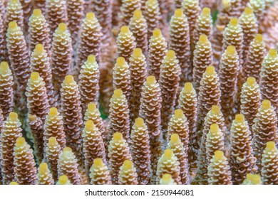 Detail Of Hard Coral. Underwater Life Of A Coral Reef Close Up, Ideal For Texture Or Screensaver