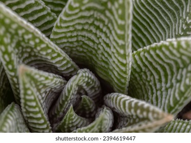 Detail of Haworthia limifolia (Spider White) with green base, and a unique pattern of white. is a unique evergreen succulent plant, Haworthia Zebra plant or Haworthia fasciata in natural sunlight.