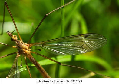 34,538 Crane flies Images, Stock Photos & Vectors | Shutterstock