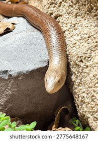 detail of the head of a legless lizard