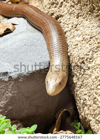 detail of the head of a legless lizard