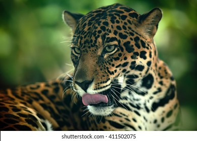 Detail Head Portrait Of Wild Cat Jaguar. Big Animal In The Nature Habitat In Costa Rican Tropical Forest.