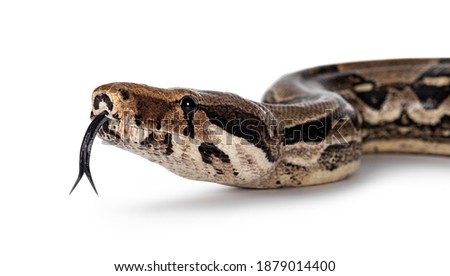 Detail head shot Boa Constrictor aka Boa Constrictor Imperator snake. Isolated on white background. Tongue out.