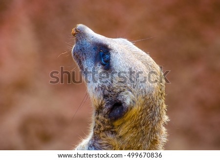 Similar – Image, Stock Photo Meerkat (Suricata suricatta), also known as the suricate.