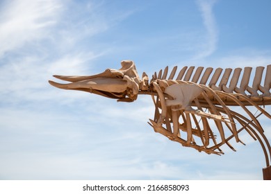 Detail of the head and upper thorax of the skeleton of a beaked whale. Bone structure of an odontocete cetacean with the blue sky in the background.