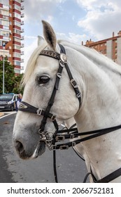 Detail Of Head Of White Andalusian Horse