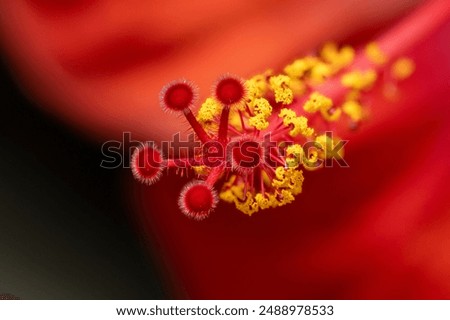 Similar – hibiscus Plant Flower