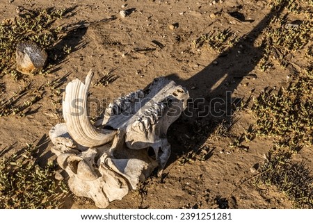 Detail of hippo skull near Masai Mara National Reserve, Kenya