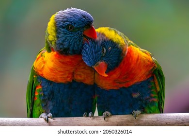 Detail hi-res shot of two Coconut lorikeets or green-naped lorikeets, Trichoglossus haematodus, cuddling on a tree bench. Beautiful colorful parrot native to Indonesia, Australia, Papua New Guinea.