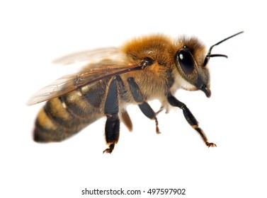 24,708 Honeybee on flower white background Images, Stock Photos ...