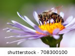 detail of honeybee in Latin Apis Mellifera, european or western honey bee sitting on the violet or blue flower