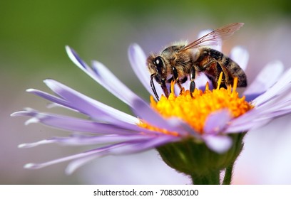 detail of honeybee in Latin Apis Mellifera, european or western honey bee sitting on the violet or blue flower - Shutterstock ID 708300100