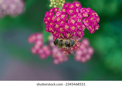 Detail of honeybee in violet yarrow flower, macro. Herb garden with honey bee insect, close up - Powered by Shutterstock