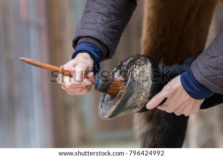detail of hoof care at a horse