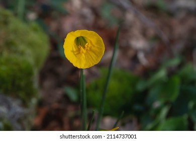 Detail of hoop petticoat daffodil (Narcissus bulbocodium) yellow flowers blooming