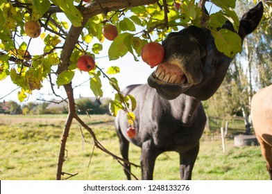 Detail Of Horse Eating Apple From A Tree