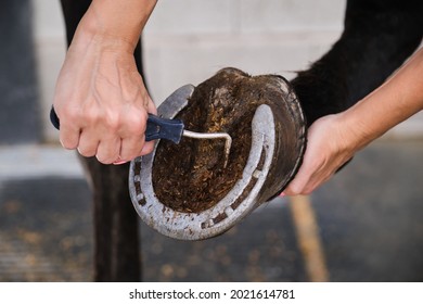 Detail of horse owner hands cleaning horse hoof with a hoof picker scraping off dust. - Powered by Shutterstock
