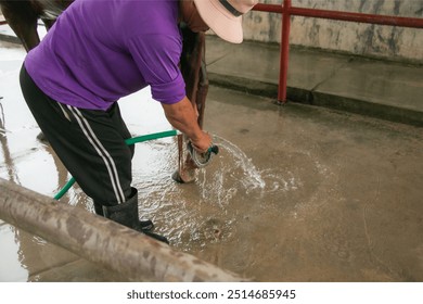 Detail of horse owner hands cleaning horse hoof with a hoof picker scraping off dust. - Powered by Shutterstock