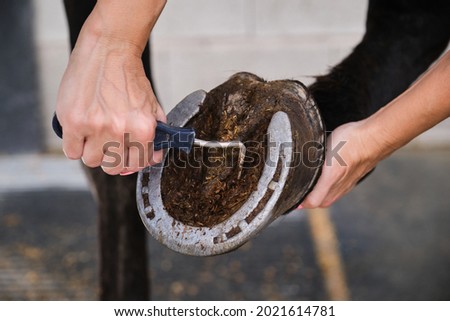 Detail of horse owner hands cleaning horse hoof with a hoof picker scraping off dust.