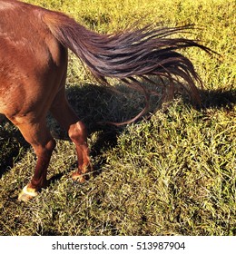 Detail Of A Horse Tail Moving.