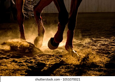 Detail of a horse training inside a horseback riding school in Romania, dust and back light