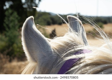 Detail of a horse's ears - Powered by Shutterstock