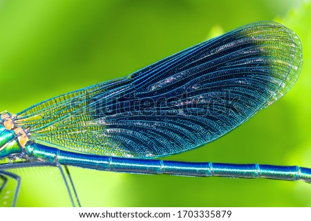 detail insect blue wings dragonfly closeup. wildlife dragonfly close up macro