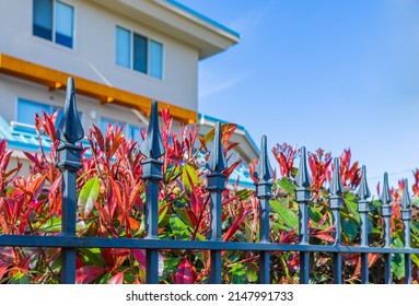 Detail of iron fence with plants from the garden. Decorative Steel fence against blue sky. Street photo, nobody, selective focus.