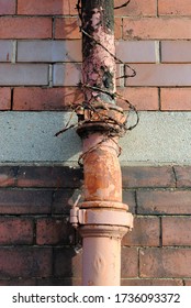 Detail of Iron Rain Pipe with Barbed Wire against Old Brick Wall 