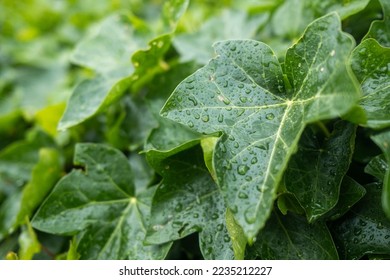 Detail of an ivy leaf with many raindrops. Rainy days in autumn. sad mood. green wet leaves in nature.  - Powered by Shutterstock