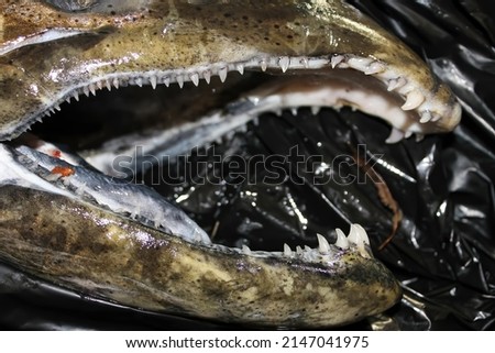 Detail of the jaws and teeth of a male king salmon