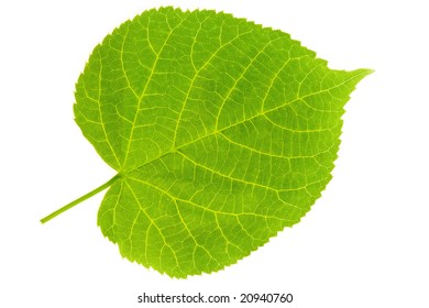 Detail Of A Leaf Blade Of A Lime Tree