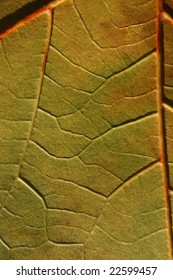 Detail of leaf texture